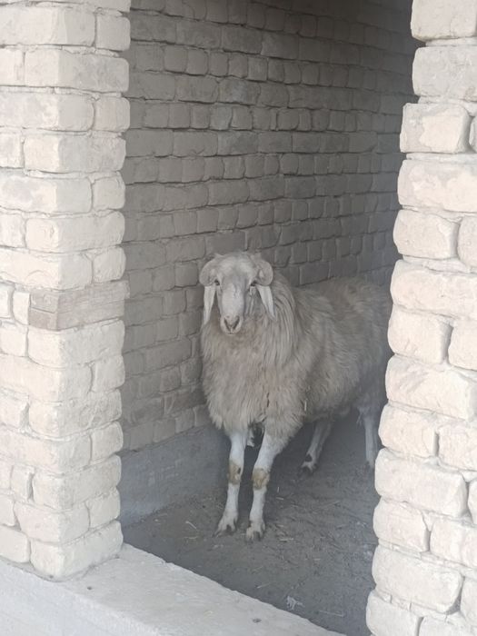 қошқар сатылады салмақты