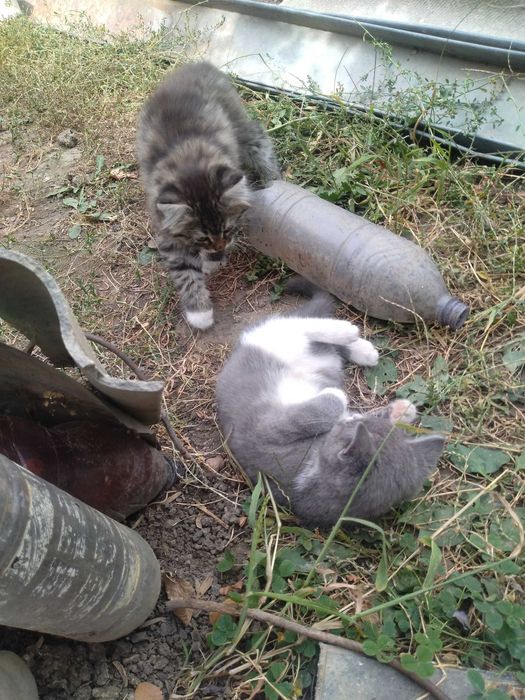 Котята бесплатно