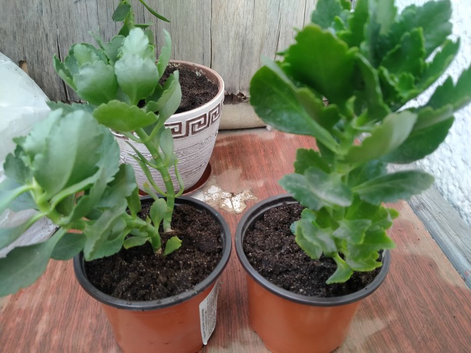 Домашний цветок каланхоэ