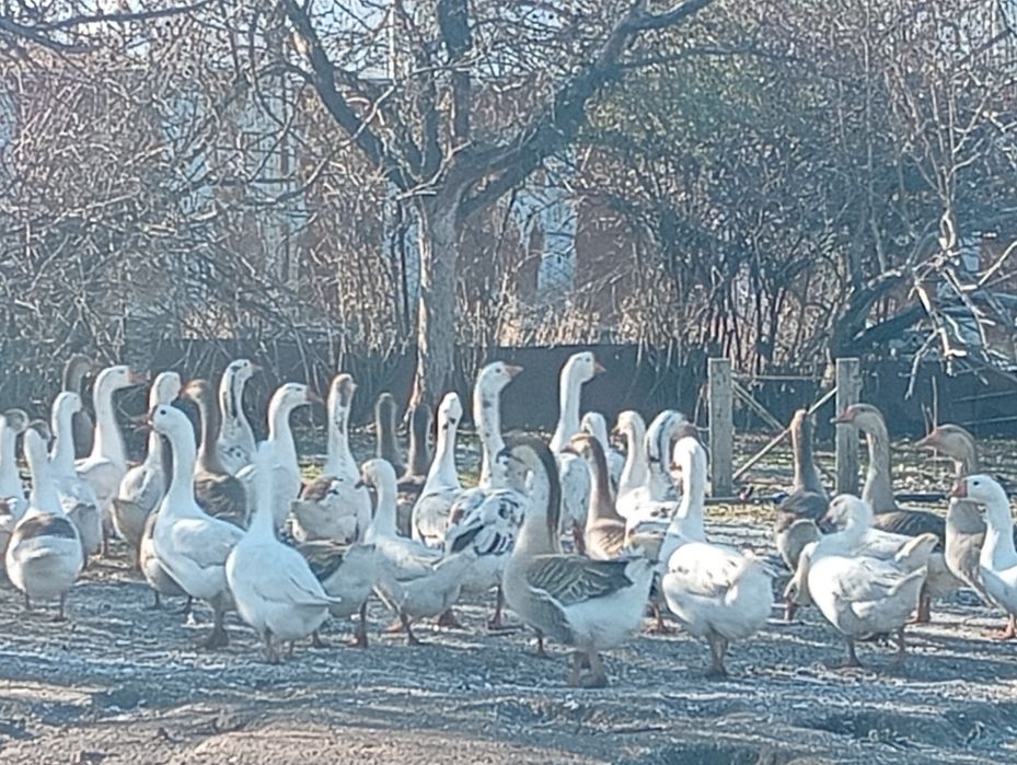 Продается гуси.        .