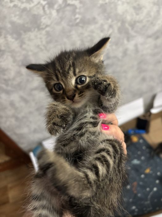 Отдам котят в добрые руки !