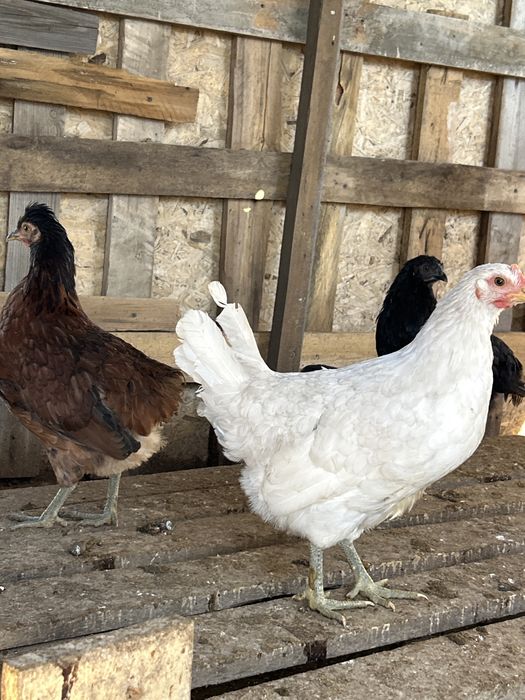Продам молодых домашних курочек несушек
