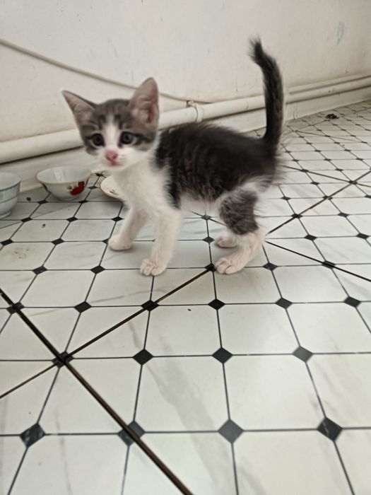 Отдам в хорошие руки