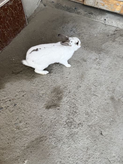 Сотилади  қуен тахминан  5-6  ойли