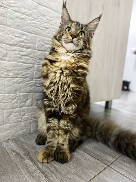 Ищем жениха для девочки, годик!