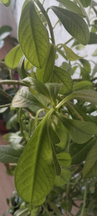 Цветок Молочай. Молочай.