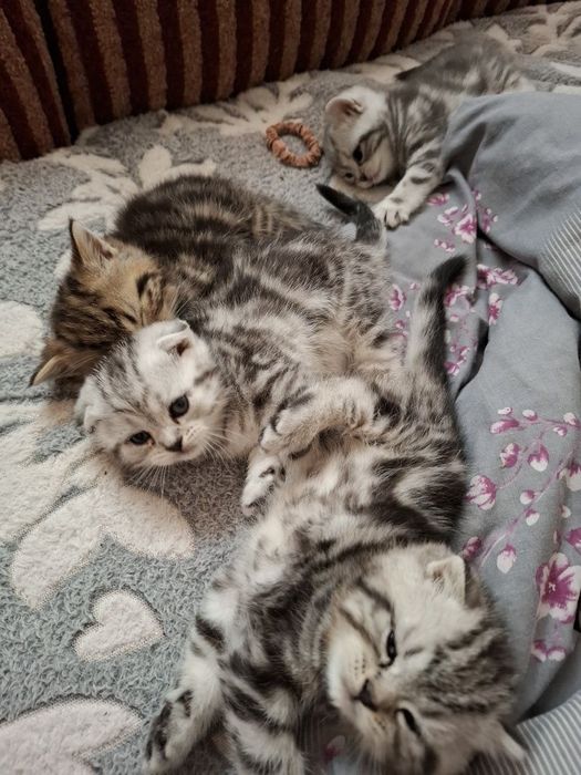 Шотландские котята