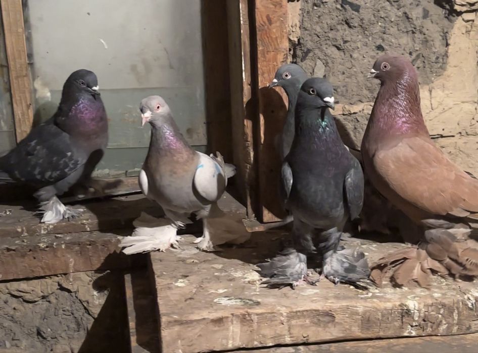 Продам Голубей г. Алатау