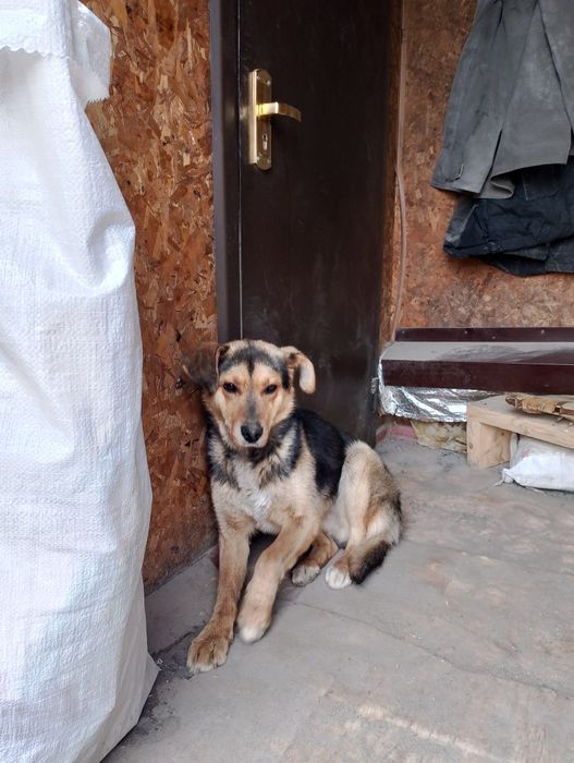 Найдена собака .В районе Мегострой