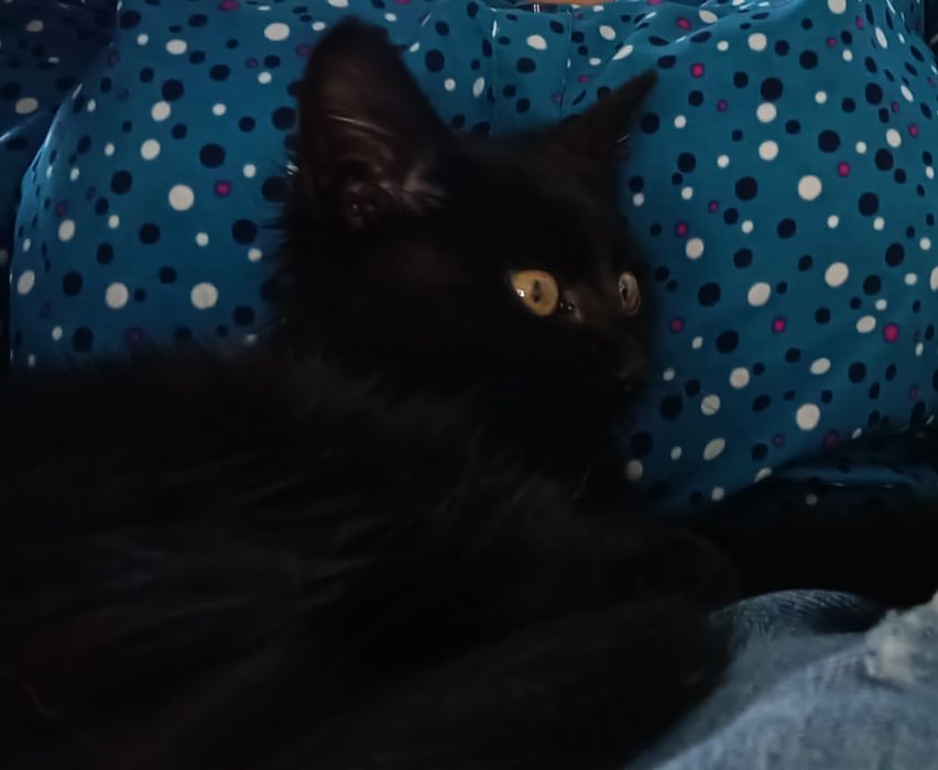 Търси дом,малко коте