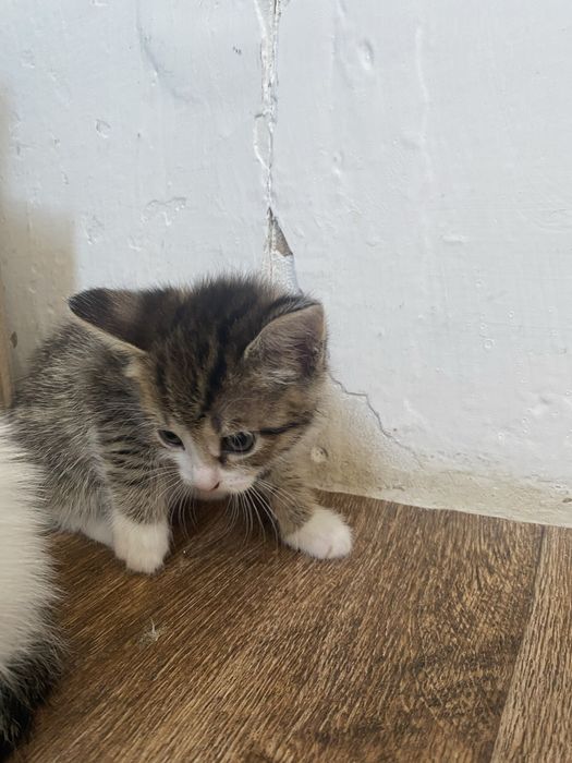 Таза мысықтар 1 айлық