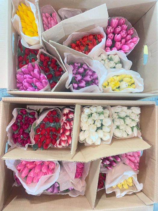 Тюльпаны Склад ОПТОМ Голландия и Беларусь