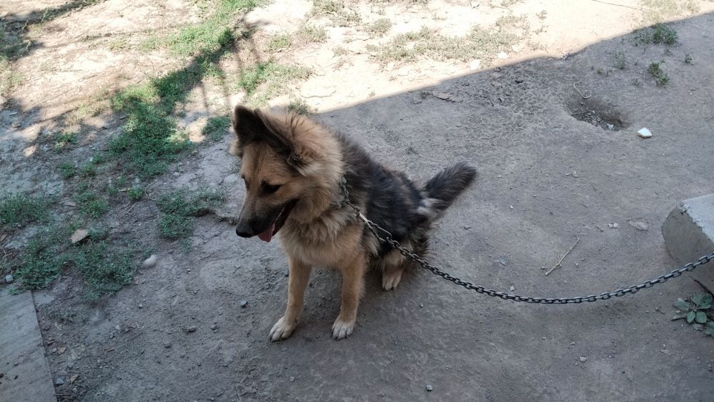 Собака женского пола