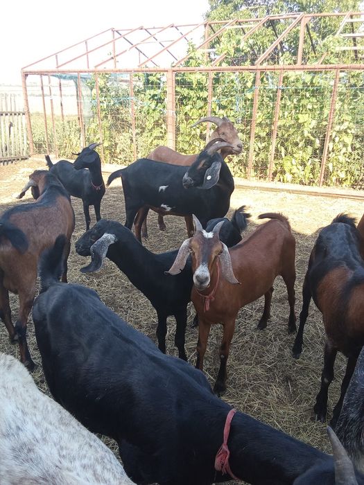 Vând capre anglonubiene