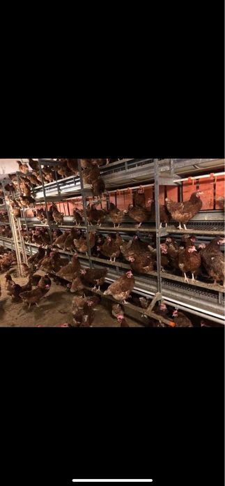 Gaini outoare. 18 lei bucata