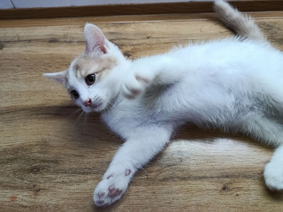 Котята 2 месяца. Домашние. Мальчики