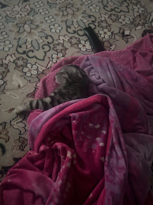 Шотландский кот пародисты