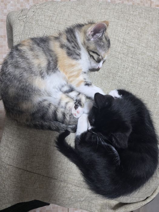 Отдадим  котят !