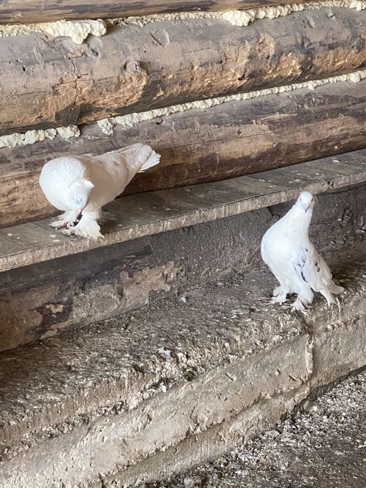 Vand porumbei pave si incaltati