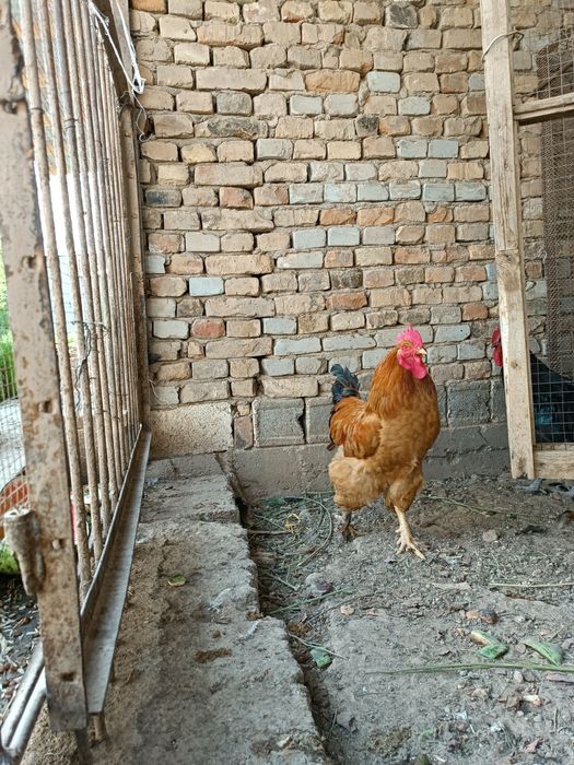 Ху'роз породали)