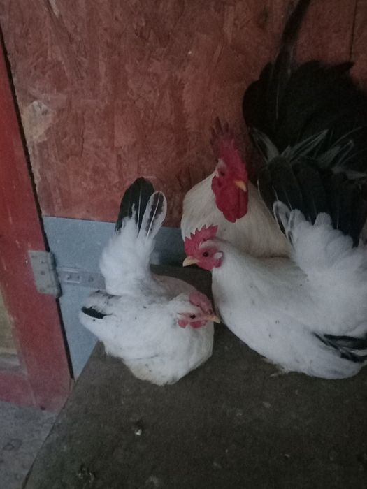 De vânzare Cocoș   găini și pui  Chabo 2025