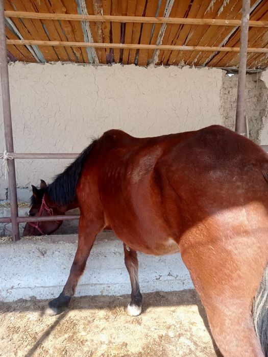 Жуас бие саумалы