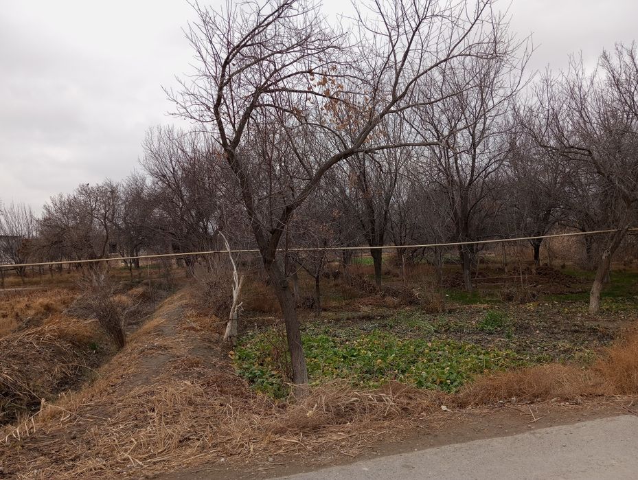 Oʻtin sotiladi arzon narxda