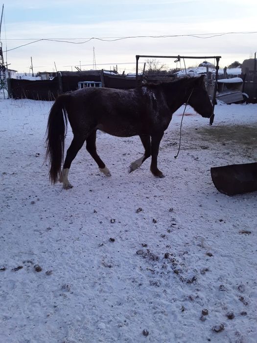 Продам лошадь верховую