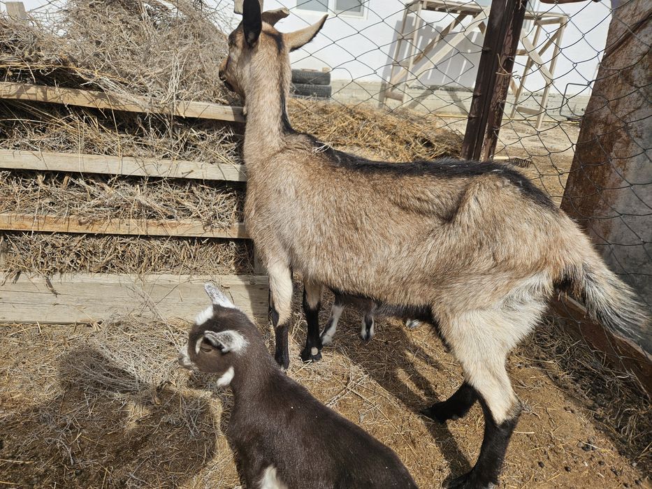 Ешкы альпи нуби лактарымен