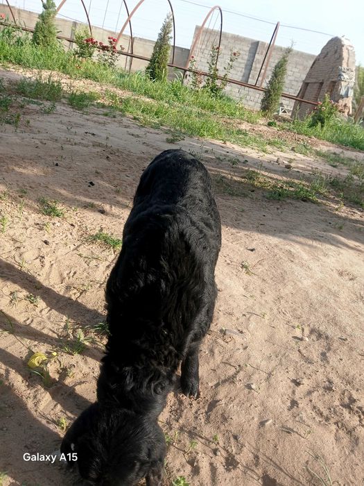 Quzichoqlar sotiladi