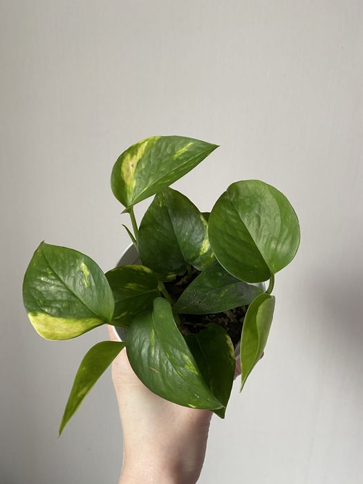 Голфингер это лиана