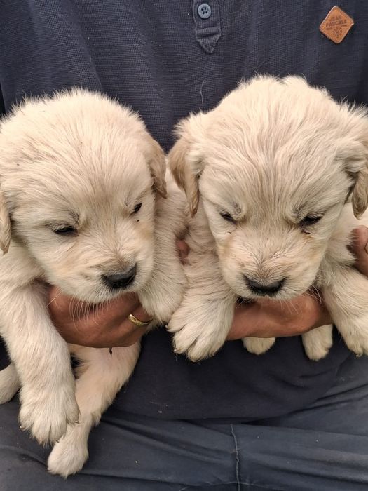 Pui Catel  Golden Retriver