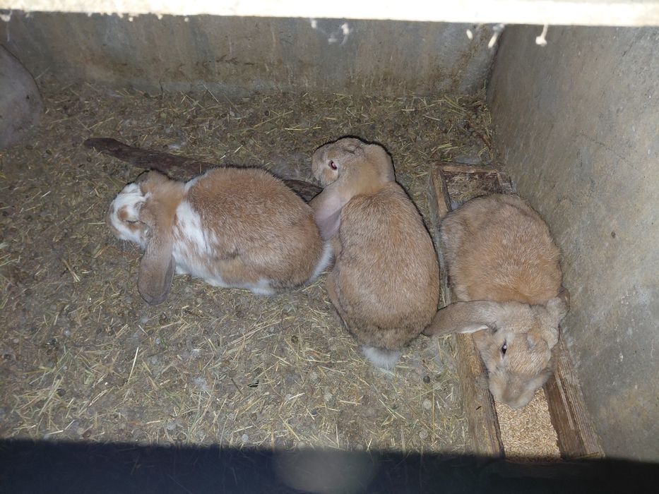 Породисти зайци ...