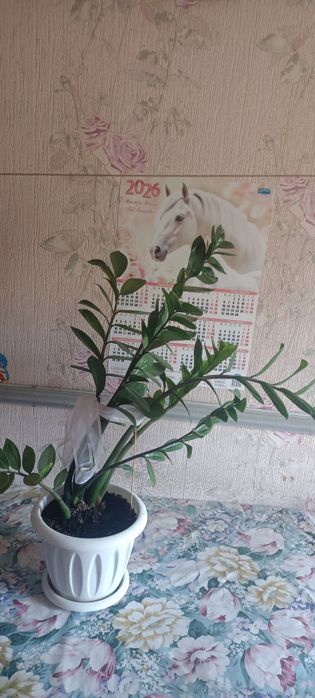 Продам Долоровое дерево большое!