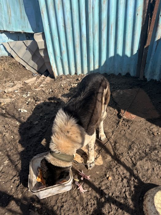 Пролдам собаку срочно