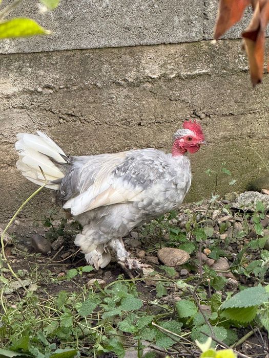 Vand pereche,cocosel si gainuse liliputi