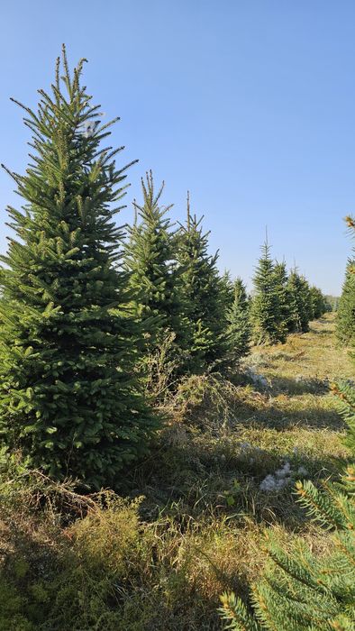 Елка,голубые ели 4 м