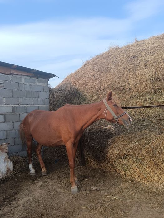 Продам кобылу, 6 лет