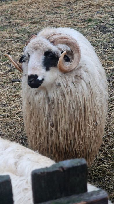 Vând berbec țurcan