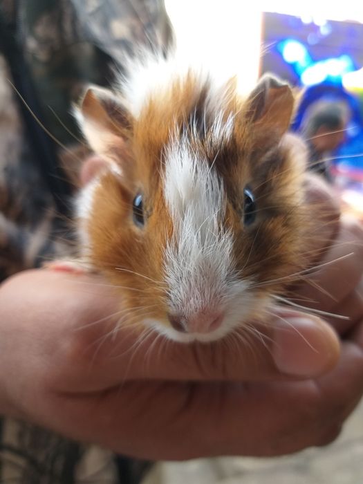 Продаются морские свинки