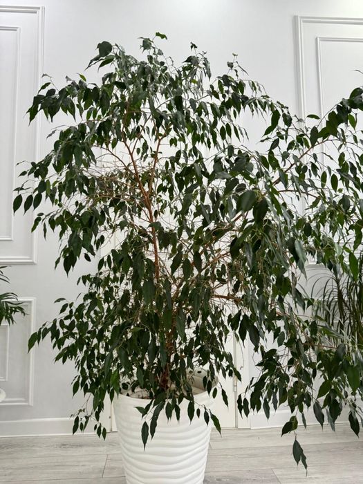 комнатные растения 4шт