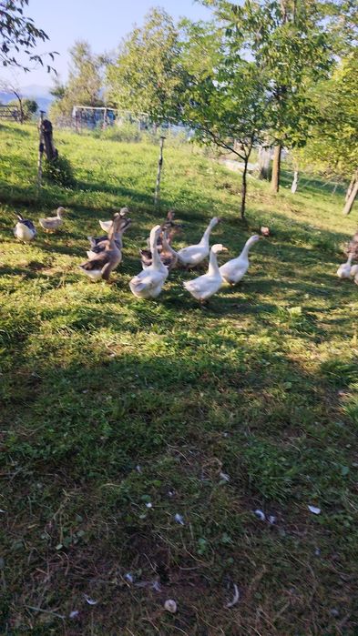 Gâște si gascani