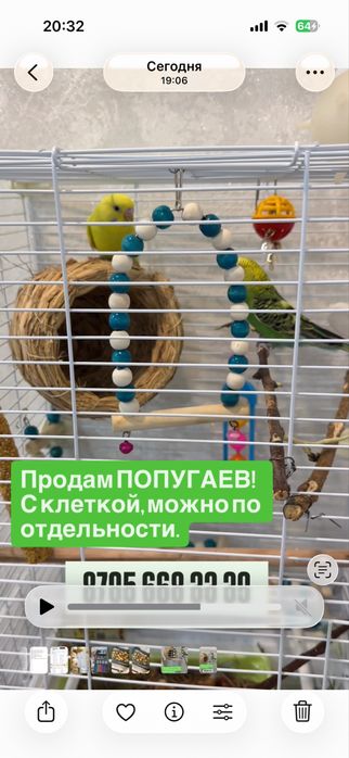 Продам волнистых попугаев