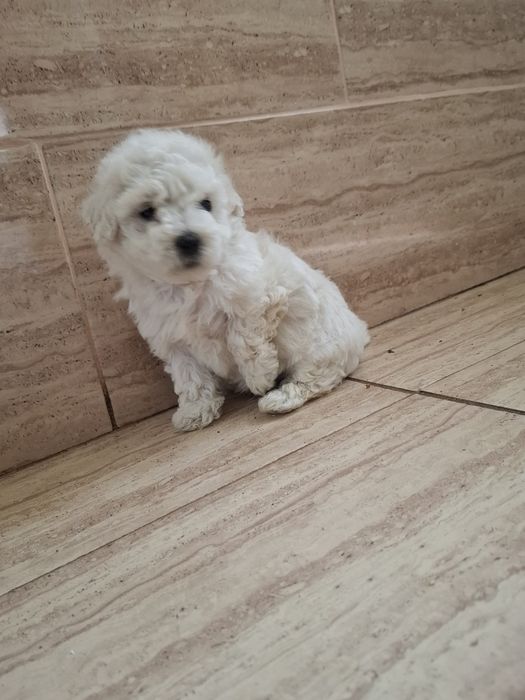 Bichon  Maltez 8 săptămâni !