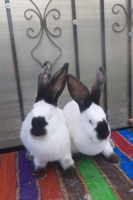 Femele Uriaș de Transilvania