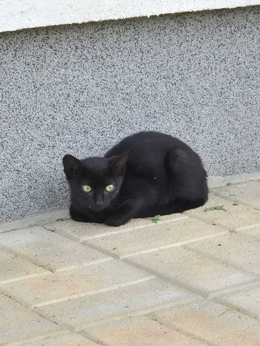Dau spre adoptie 4 pisoi, aproximativ 3 luni