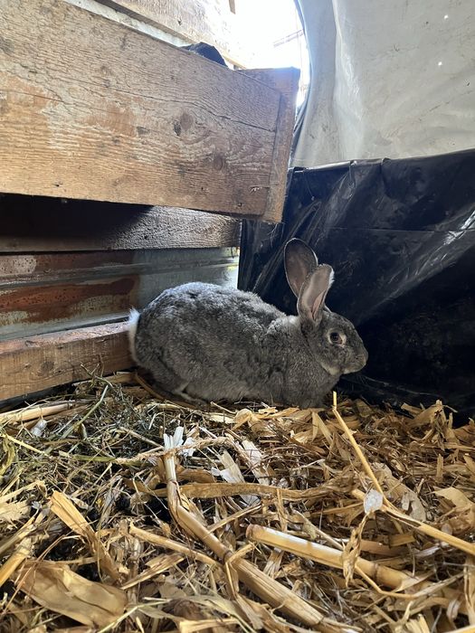 Vand iepuri adulti si pui