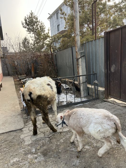 Тана мен бузау сатам