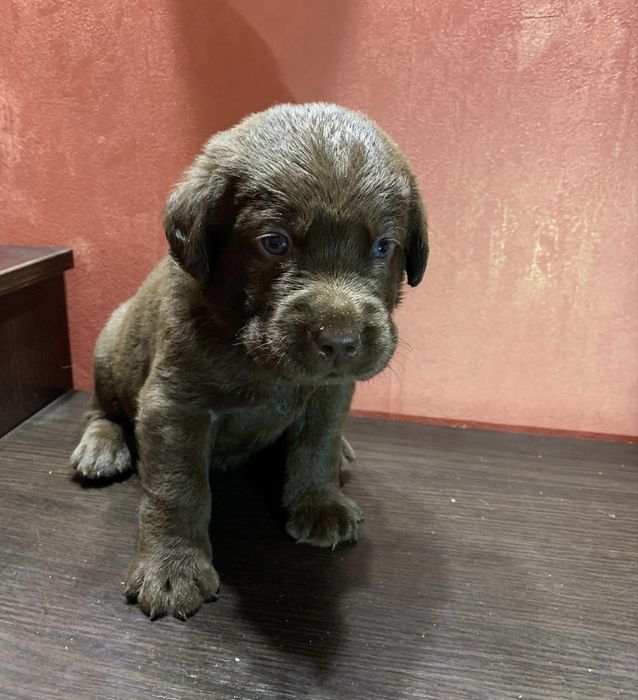 Щенки 100% лабрадора доставка бесплатно