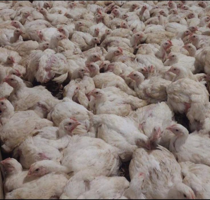 Rate,pui zburati alb de carne rasa mixta(transport gratuit)t